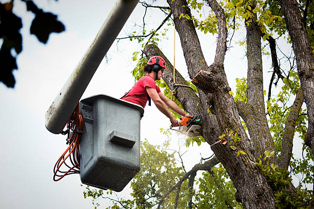 How Our Tree Care Process Works  in Lynn Haven, FL